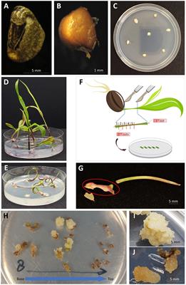 Transformation of Teosinte (Zea mays ssp. parviglumis) via Biolistic Bombardment of Seedling-Derived Callus Tissues